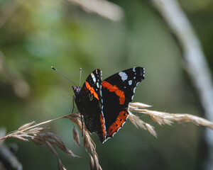 Red Admiral (Vanessa atalanta), with Black Wings, Red Bands and White Spots Feeding on Pollen‑Covered Flowers at Cresswell Pond Northumberland © Neil_Benison_Photos