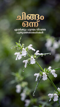 Fresh white thumba flowers covered in dew drops on green stem for Chingam 1 Kerala New Year and Onam festival greeting template with copy space