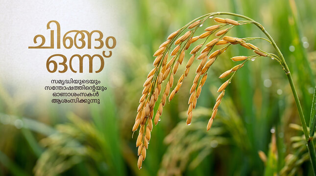 Golden rice paddy ear with water drops close up in a green field featuring Chingam 1 Malayalam typography text and copy space