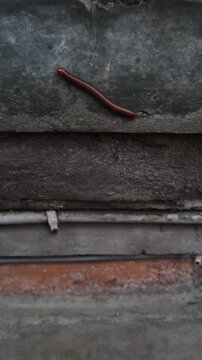 Close-up view of a multi-legged invertebrate walking outdoors on rough cement