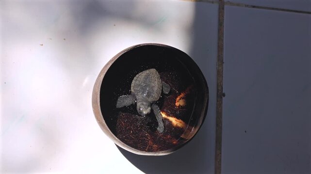 Top down view of juvenile turtle resting inside round shallow bowl on white ceramic tile floor with sunlight highlights, soft shadows, wet surface details and quiet natural contrast