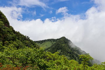 Fototapeta premium 初夏の石鎚山登山道からの雲に包まれた景色(愛媛県)