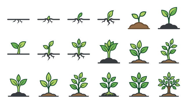 Sequential stages of plant growth icons from seed