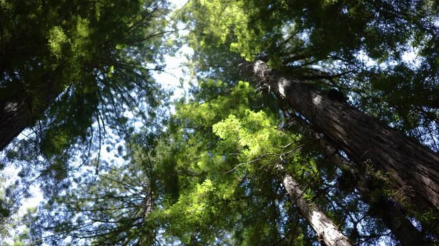 Looking up at redwood canopy with slow panning motion