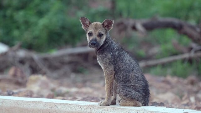 Stray dog ​​has leprosy, an inflammation of the skin.	