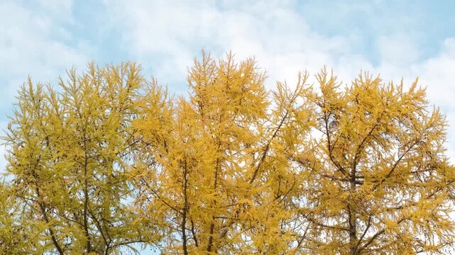 Orange tops of larch trees against the blue sky with running clouds.