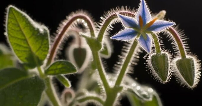Macro shot of a hairy borage plant stem with a single blue star shaped flower blooming.