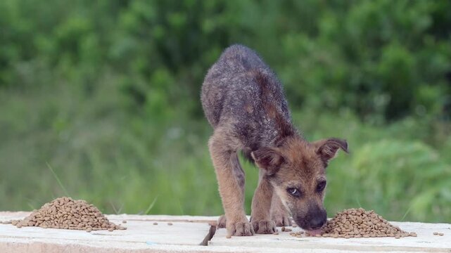 Stray dog ​​has leprosy, an inflammation of the skin.	