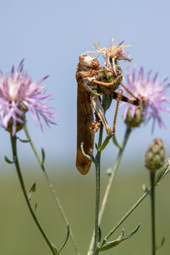 grasshopper locust old dry empty shed exoskeleton