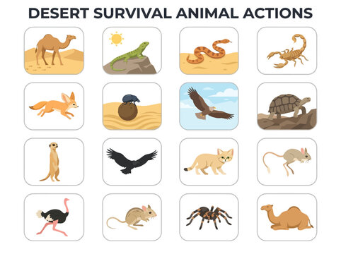 A grid of sixteen illustrated panels displaying various desert animals in different poses and settings