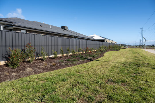 A mulched garden bed planted with young Australian native bottlebrush (Callistemon)along residential fence line, bordering a public easement and lawn reserve in an outer suburb of Melbourne Australia