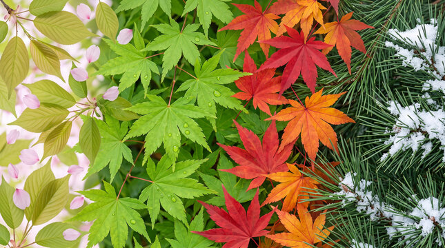 Vibrant flat lay texture of Japanese four seasons leaves gradient background. Transition from spring cherry leaves with petals, summer green maple with water drops, autumn red maple, to winter pine ne