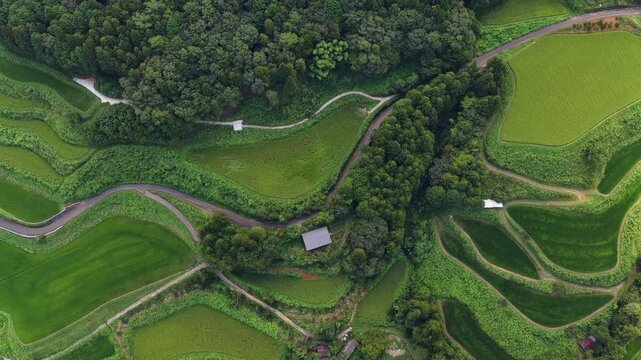 Top-down aerial view of lush terraced rice fields in Tosacho Kochi Japan