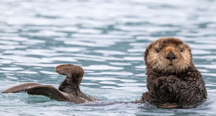 Fototapeta premium Sea Otter in Water 