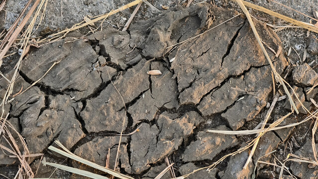 Dried cracked mud and soil texture during a drought, close-up details of parched ground with dry grass