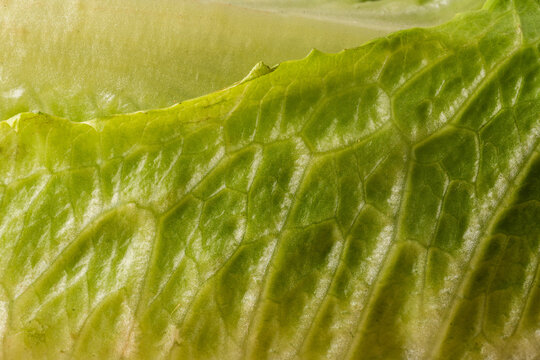 close up of green lettuce leaf