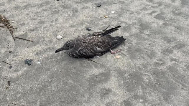 A seagull rests on the sandy beach, appearing still and injured. Seen from above the birds feathers move due to the wind. An injured leg is seen protruding from underneath the seagull