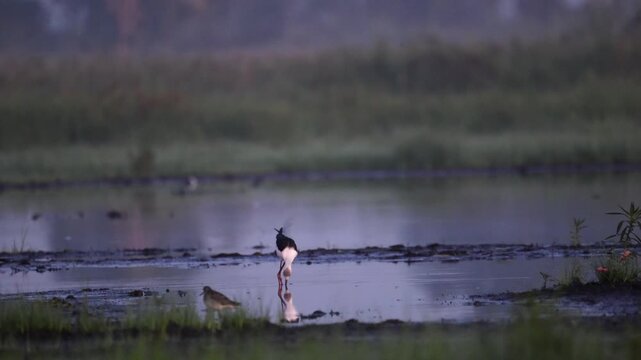 The pied stilt (Himantopus leucocephalus), also known as the white-headed stilt, is a shorebird in the family Recurvirostridae.