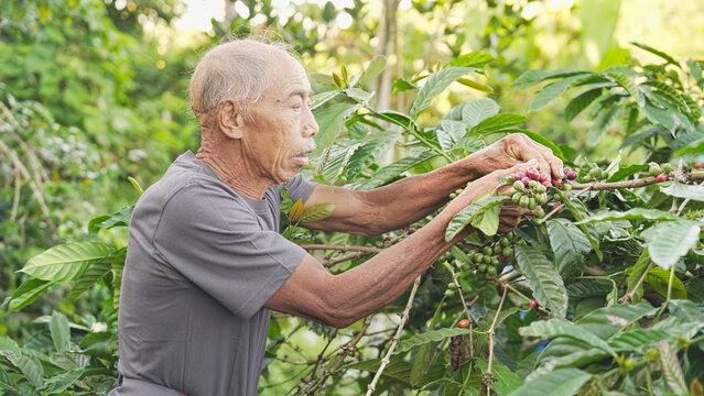 Old man arabica farmer hand picking or harvesting ripe red coffee cherry or berry on plant or tree in farm, field, plantation, in bali, indonesia, southeast asia, grey hair, wrinkled