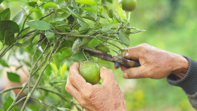 farmer hands harvesting with prune shears a green siamese orange, citrus nobilis, jeruk siam, tangor or king mandarin, in bali, indonesia, southeast asia