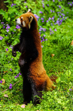 The adorable moment when the red panda stands up