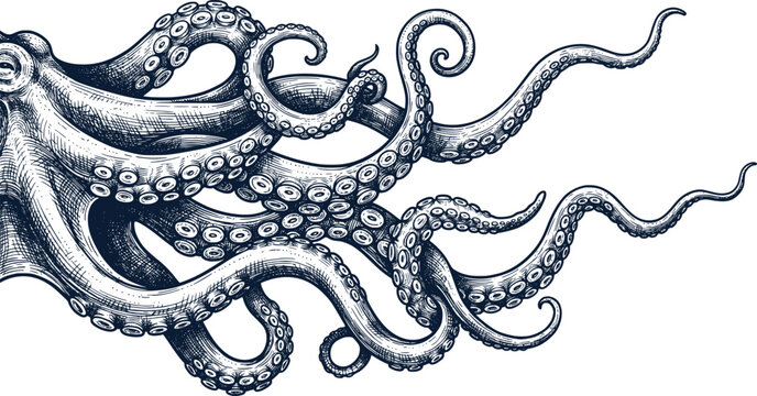 Vintage octopus tentacles engraving, hand drawn nautical kraken illustration, antique sea monster sketch for seafood restaurant branding and menus