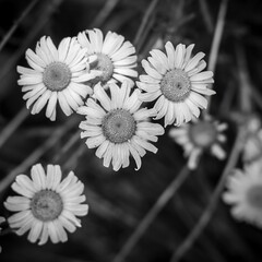 white daisies on black © Kevin