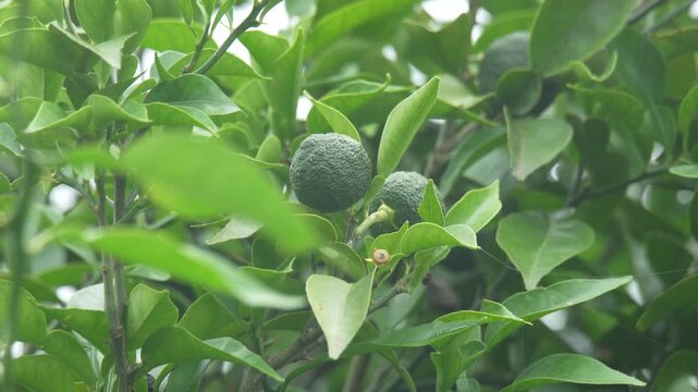 風に揺れる小さなゆず