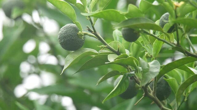 風に揺れる小さなゆず