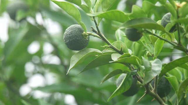 風に揺れる小さなゆず