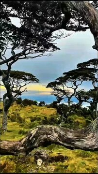 Gnarled, ancient trees frame a vibrant, undulating landscape. The distant horizon glows softly under a vast sky, revealing a serene, untamed natural beauty.