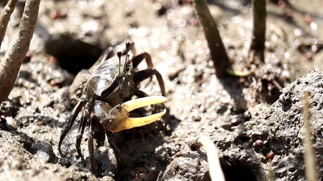 Mangrove Crab in Mud: A lone crab with a large yellow claw emerges from the muddy ground in a mangrove forest, surrounded by exposed roots and debris.