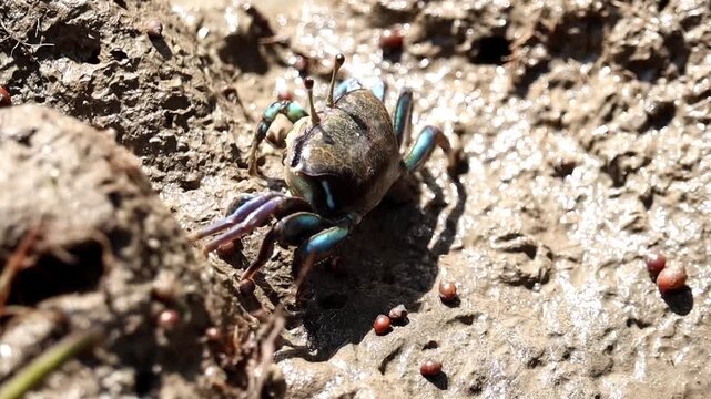 A Lone Crab on Muddy Terrain: A small crab with metallic blue legs and a segmented body scuttles across damp, muddy earth, surrounded by tiny spherical objects.
