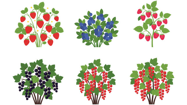 Berries bushes vector set, garden plants with fruits and leaves.