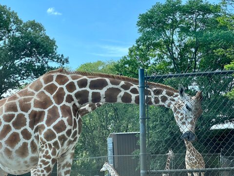 Six Flags Wild Safari New Jersey Giraffes.