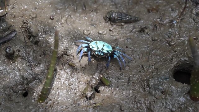 Blue Crab on Muddy Shore: A tiny blue crab scuttles across a wet, muddy shore, its small legs moving with purpose amidst tidal pools and mangrove roots.