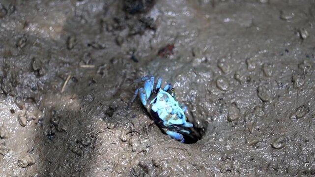 Blue Crab on Mudflat: A vibrant blue crab stands out against the textured mud of a tidal flat, showcasing its intricate details and marine life.
