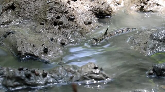 Muddy Water Flow: Close-up shot of murky water flowing over mud, showing natural texture and detail.