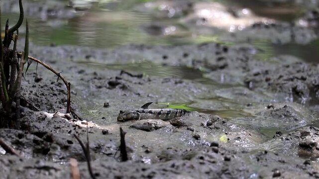 Mudskipper in Mangrove Habitat: A small mudskipper fish emerges from the murky water, resting on the wet mud of a mangrove swamp, its eyes periscoping above the surface.
