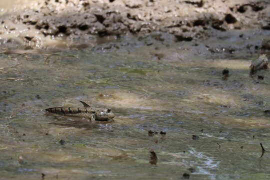 Mudskipper in Tidal Flats: A peculiar mudskipper, known for its amphibious nature, navigates the muddy terrain of tidal flats, showcasing its unique adaptations to its wetland habitat.