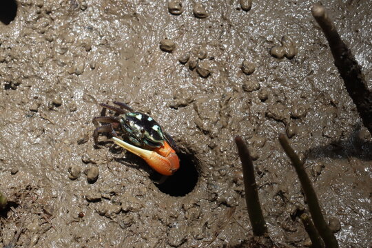 Fiddler Crab on Mudflat: A vibrant fiddler crab with its distinctively large claw stands alert on a wet mudflat, near its burrow, showcasing the fascinating adaptations of coastal life.