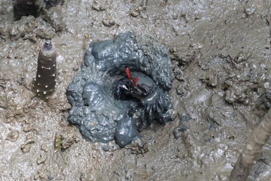Mudskipper in Muddy Burrow: A mudskipper crab with its distinctive red claw emerges from a muddy burrow, set against a backdrop of damp, gritty terrain.