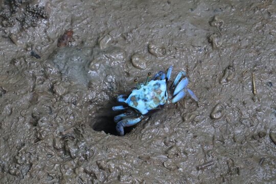 Blue Fiddler Crab by its Hole: A striking blue fiddler crab stands guard near its burrow entrance in a muddy tidal flat, its one large claw raised.