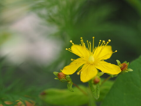 Kamchatka St. John's wort (Hypericum kamtschaticum) yellow flower with long stamens, Mount Tateyama, Japan