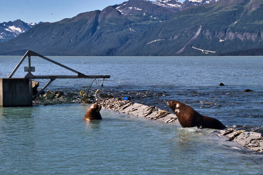 Sea lions at fish hatchery in Alaska
