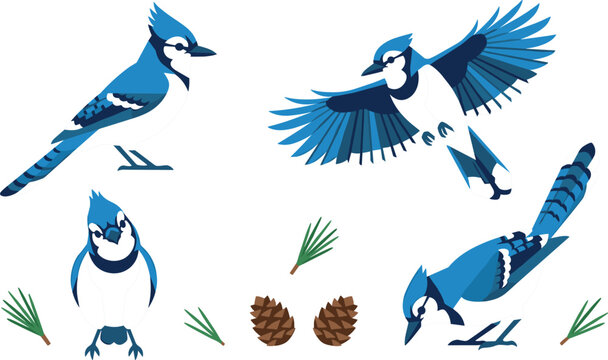 Blue Jay Bird Vector Illustration Character Construction Kit with Flying Perching and Foraging Poses Plus Pine Cones and Needles Elements for Creative Graphic Design