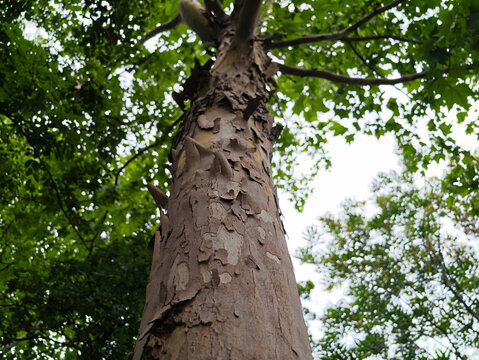 Plane Tree Bark Detail with Sky Background
