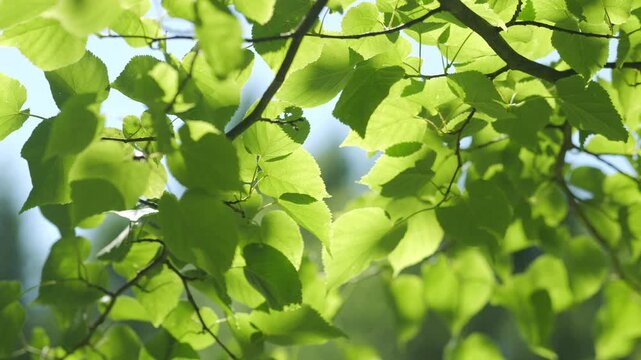 Sunlight filters through fresh green leaves. Branches sway gently in soft breeze. Leaves catch light with vibrant energy. Perfect for nature, wellness, or eco-themed projects
