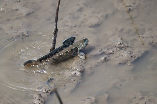 Mudskipper in Mudflats: A unique mudskipper fish, with its characteristic fins and amphibious nature, navigates the muddy terrain of a tidal flat, showcasing adaptation to an unusual environment.