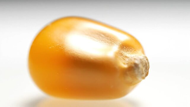 A single yellow corn kernel showcasing its textured surface and natural form